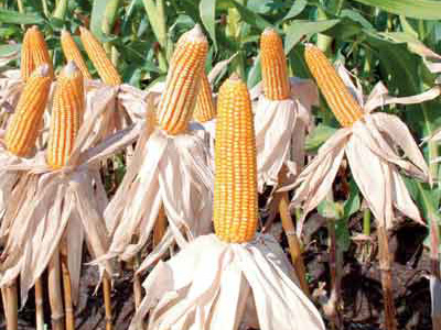 Gorontalo corn