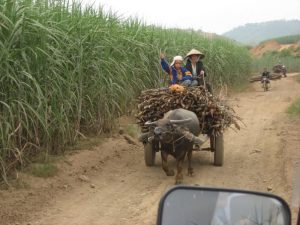 Farmers on dirt road in my family's village