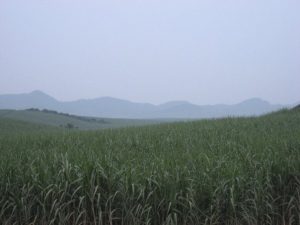 View of sugarcane fields